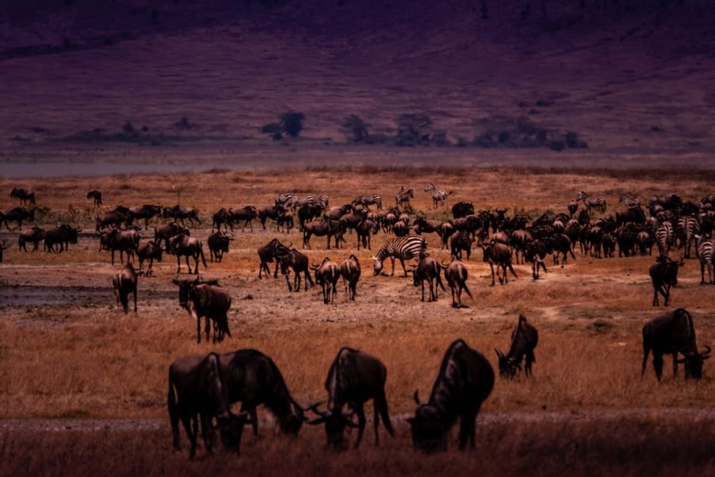 Values Of Timon Safaris, Intrebari Frecvente