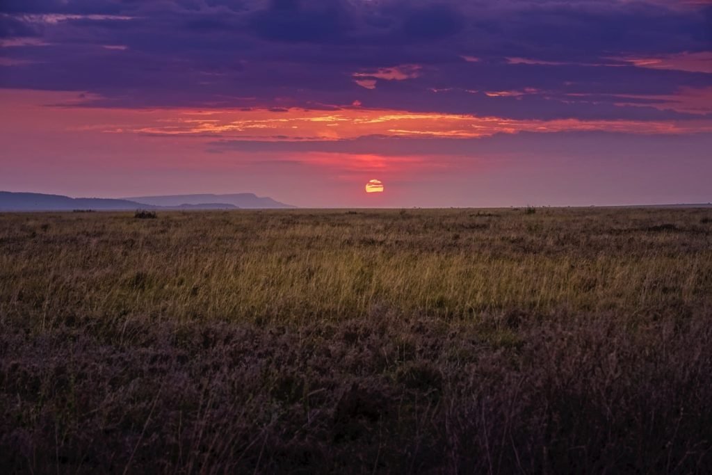 Values Of Timon Safaris