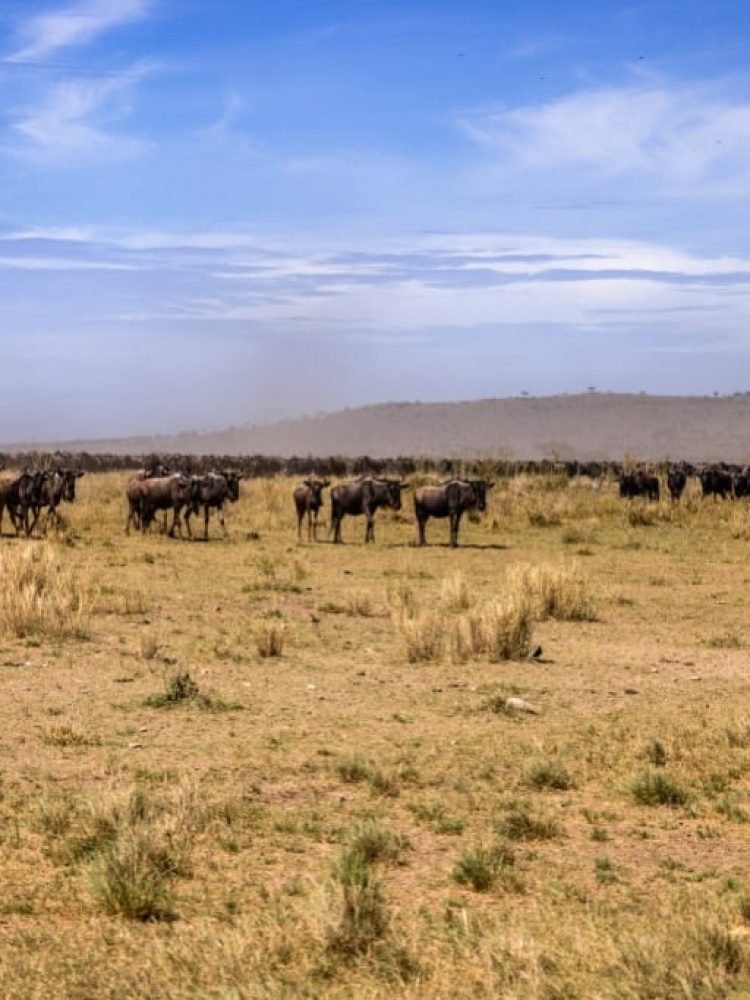Migration Tracking