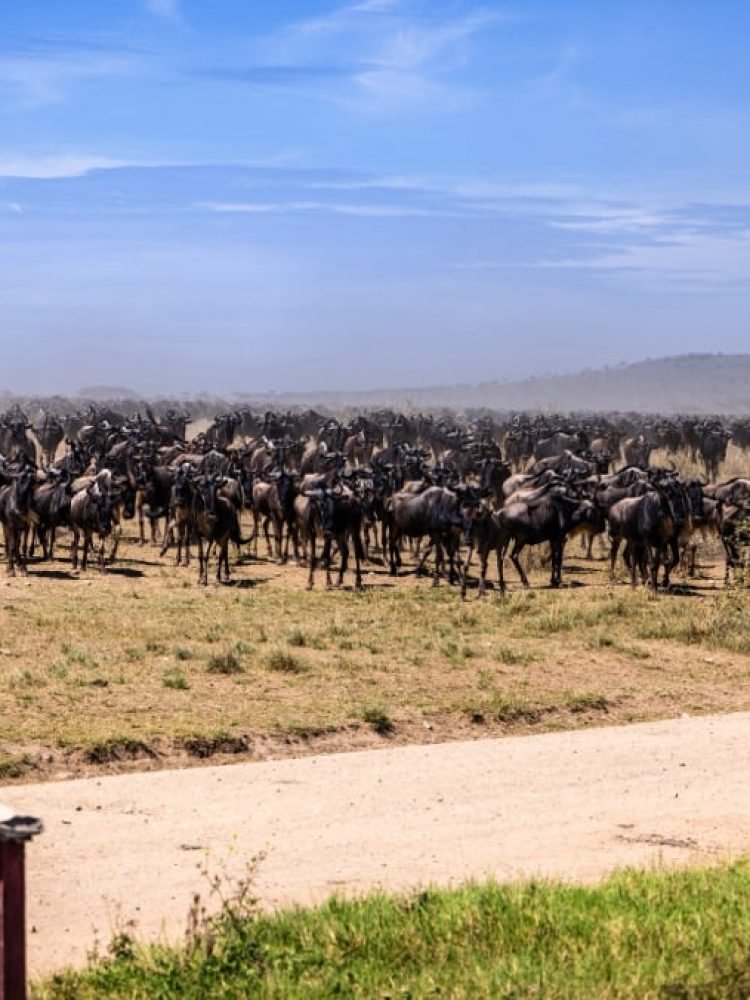 Migration Tracking