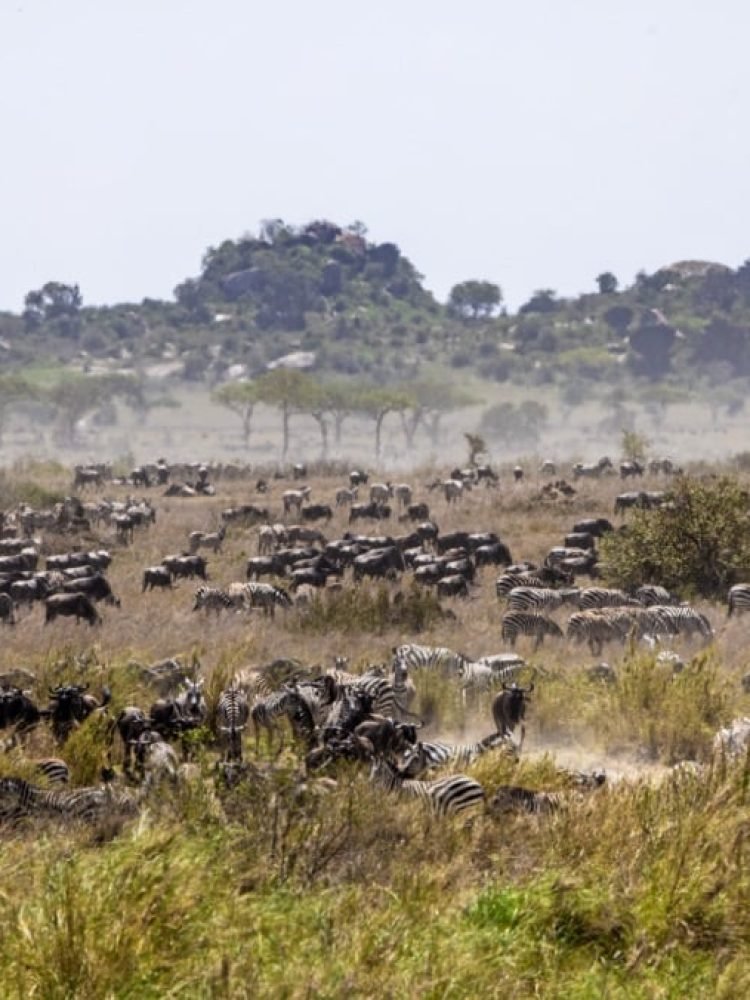 Migration Tracking
