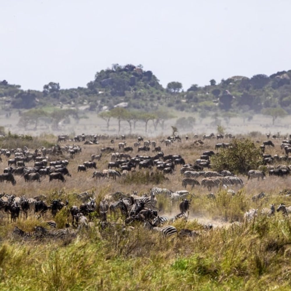 Migration Tracking