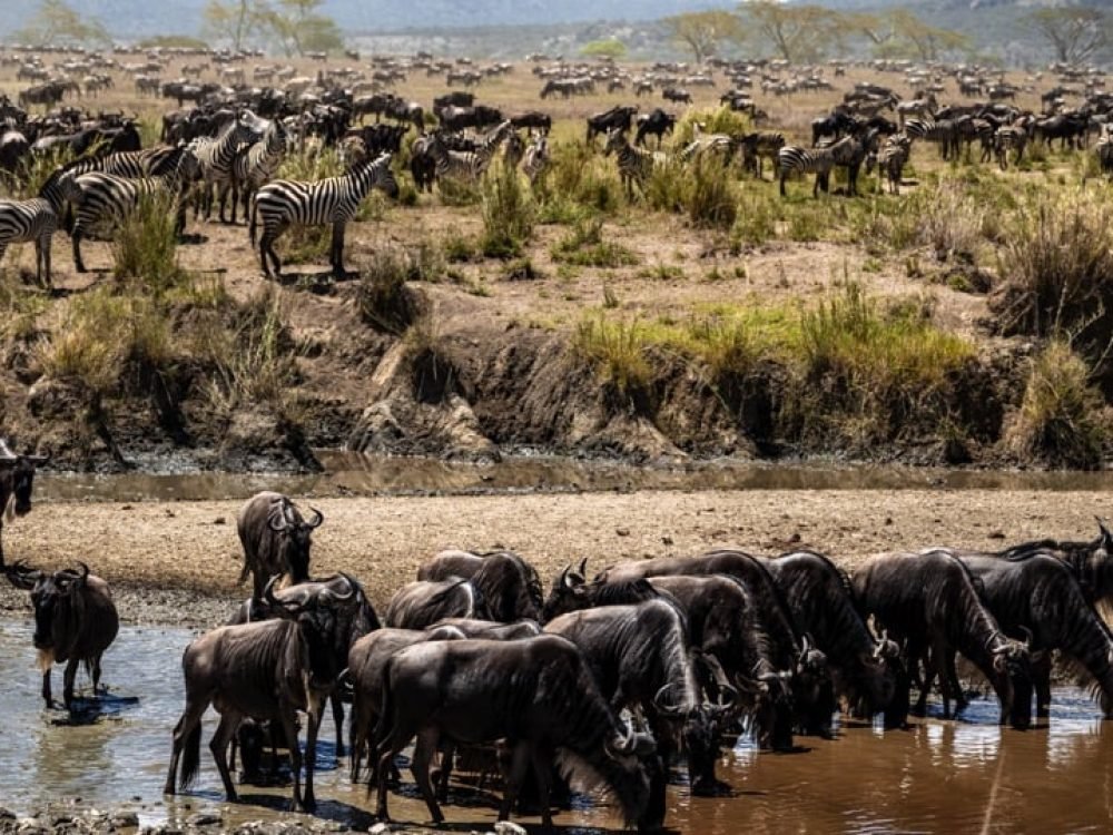 Migration Tracking