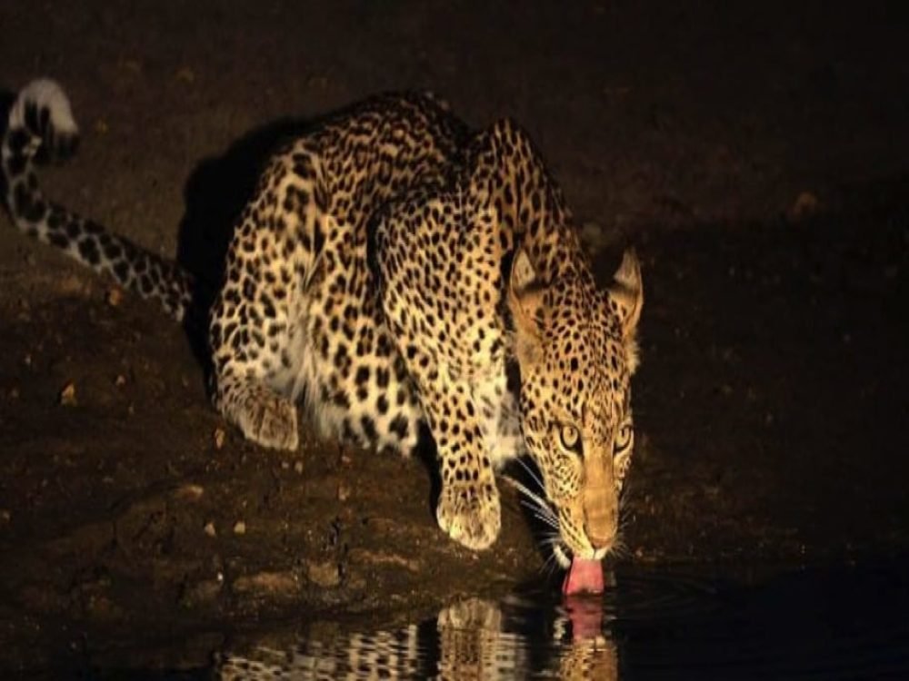 Night Game Drive