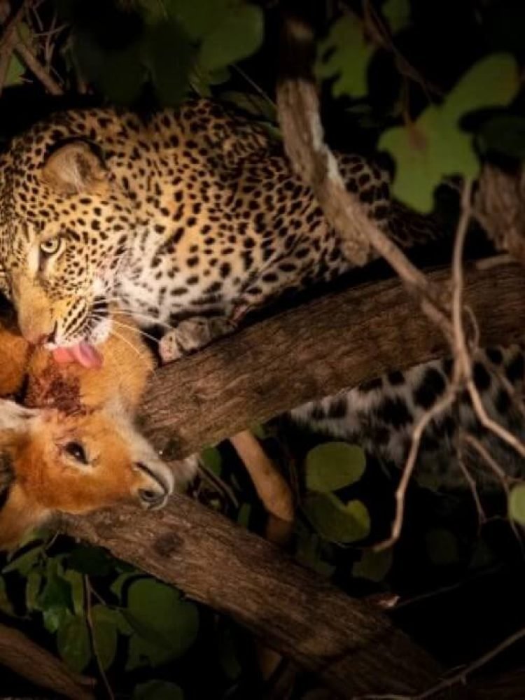 Night Game Drive