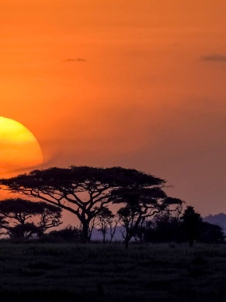 Night Game Drive