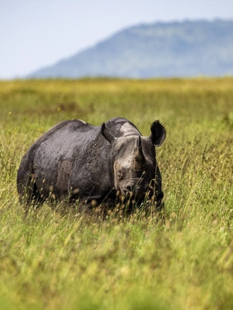 Rhino View