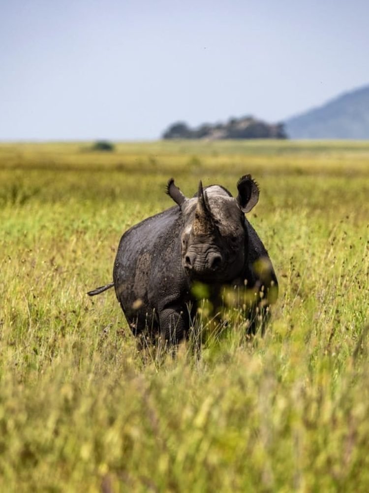 Rhino View