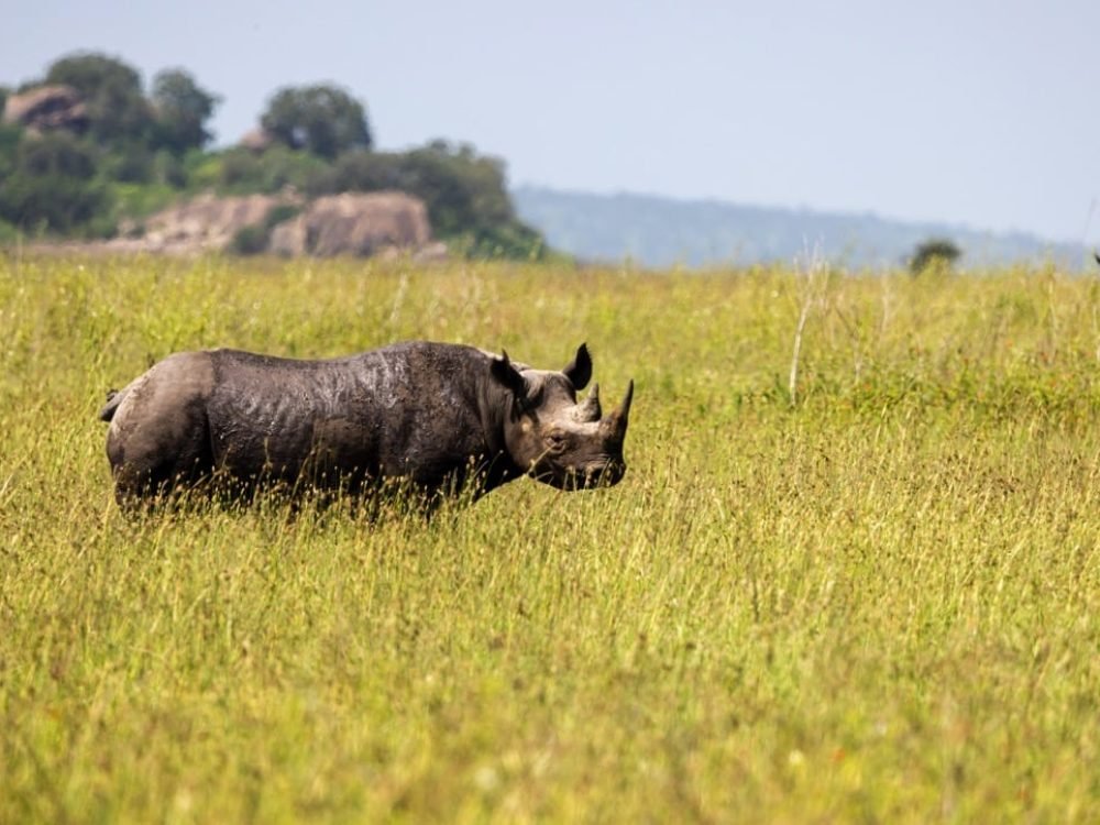 Rhino View