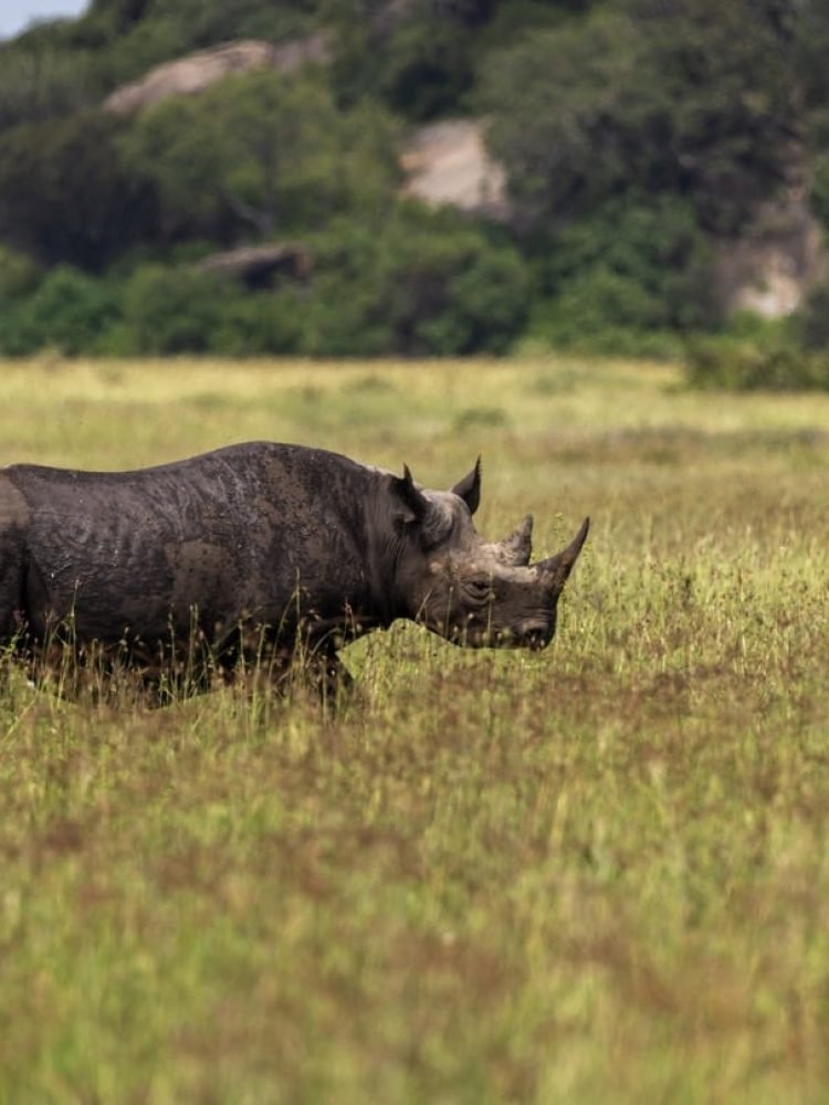 Rhino View