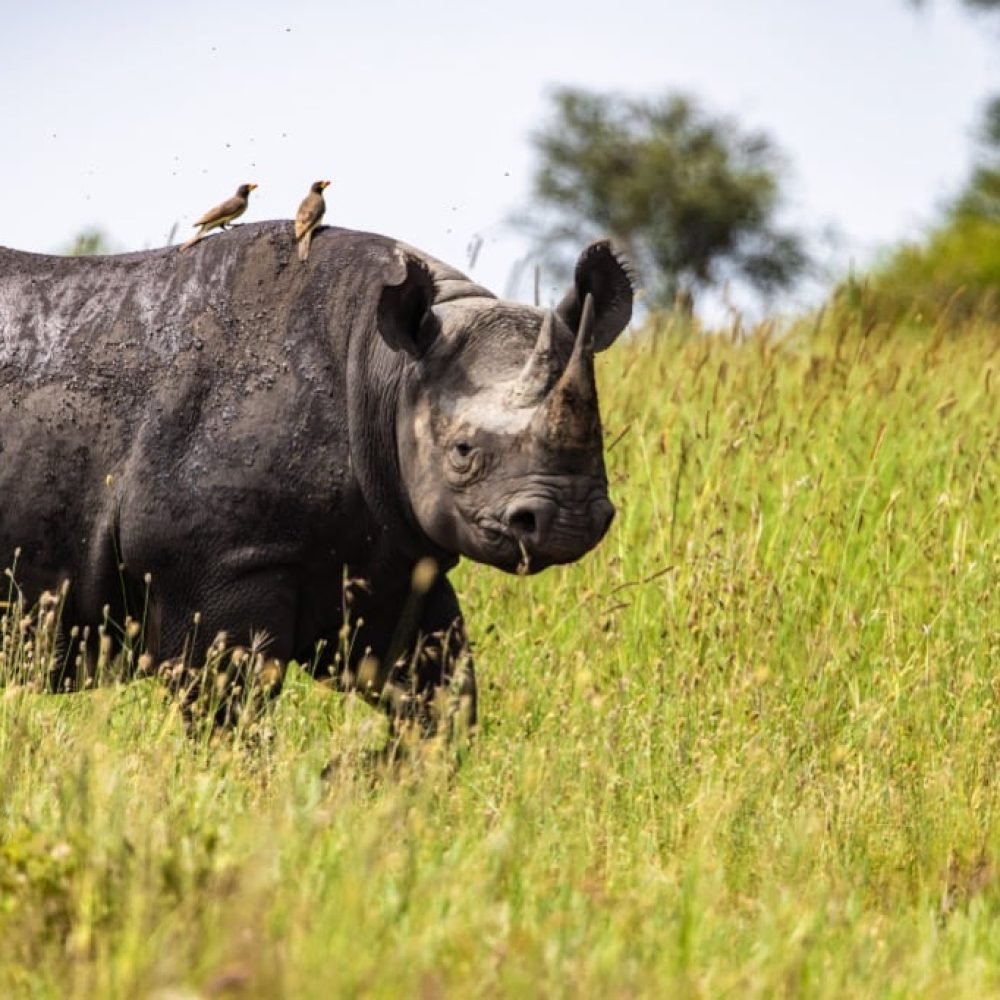 Rhino View