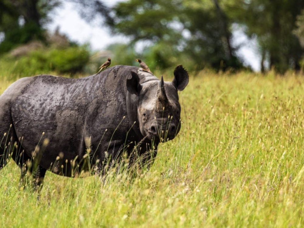Rhino View