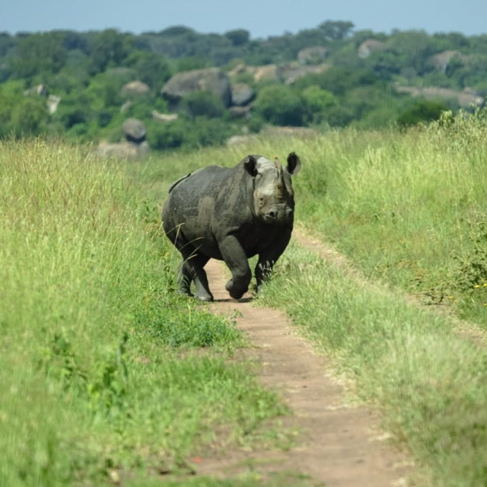 Rhino View