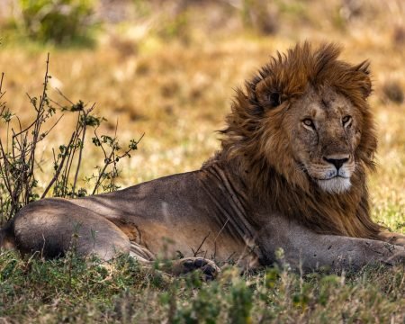 Serengeti National Park, Parcul Național Serengeti, Parc National du Serengeti