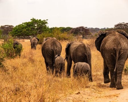 Tarangire National Park, Parcul Național Tarangire, Parc National du Tarangire