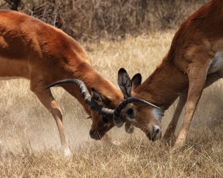 Ndutu Area, Regiunea Ndutu, Région de Ndutu