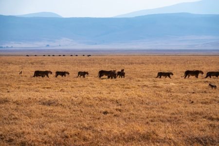 Ngorongoro Crater