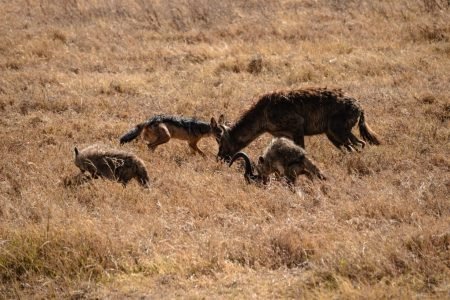 Ngorongoro Crater