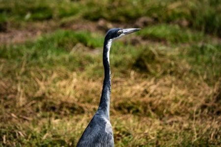 Ngorongoro Crater