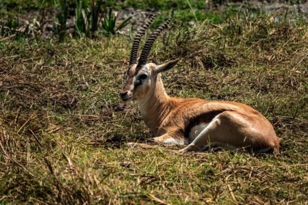 Ngorongoro Crater