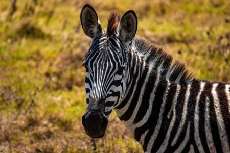 Ngorongoro Crater