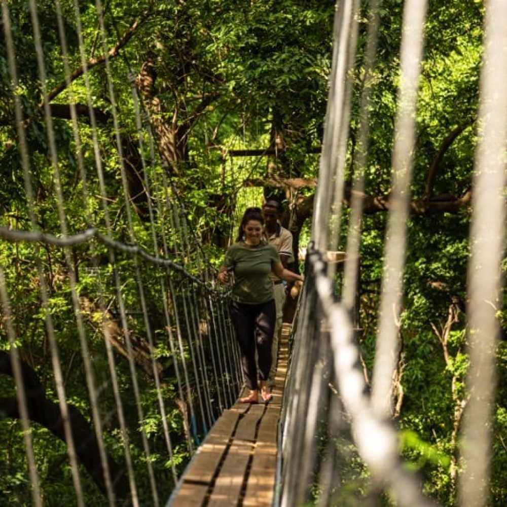 Treetop Walkway