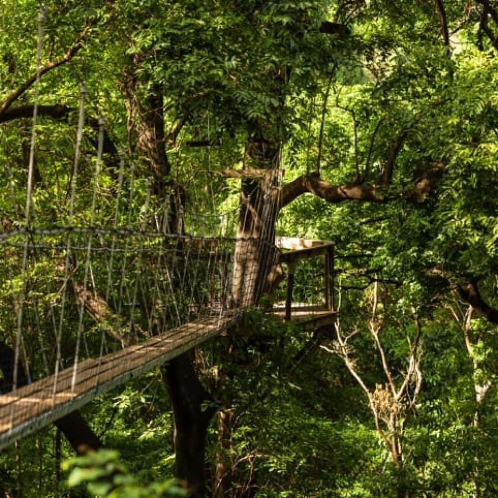 Treetop Walkway
