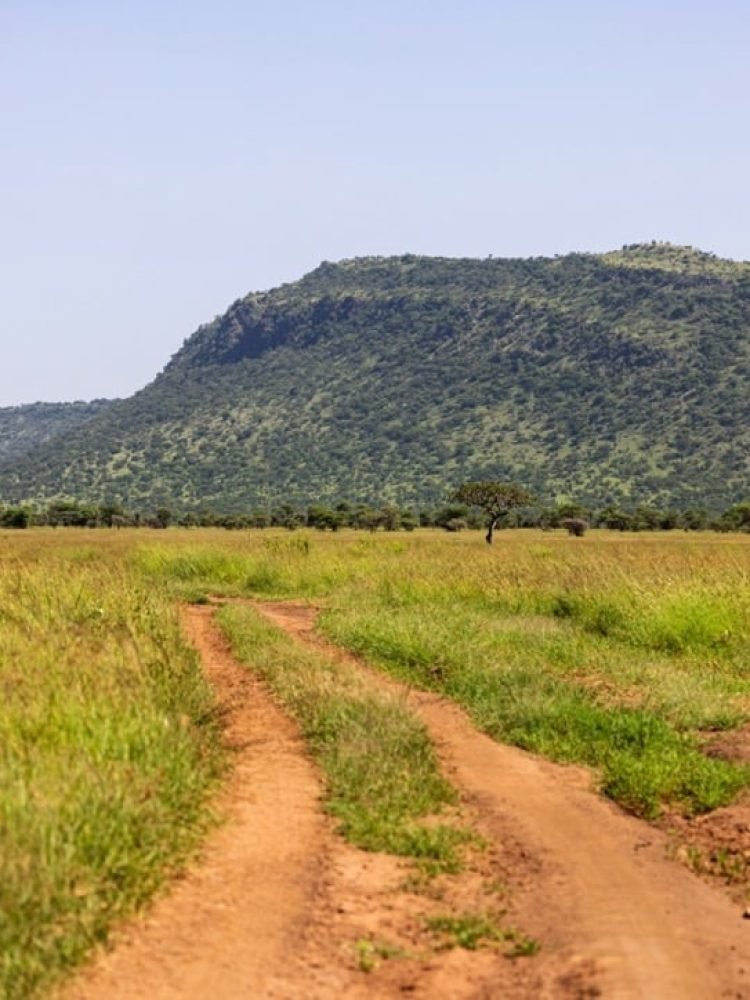 Walking Safari