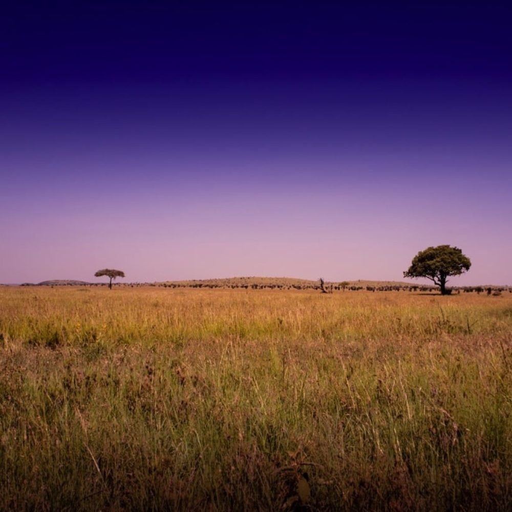 Walking Safari