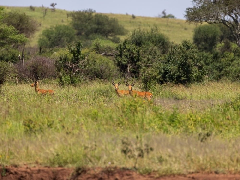 Walking Safari