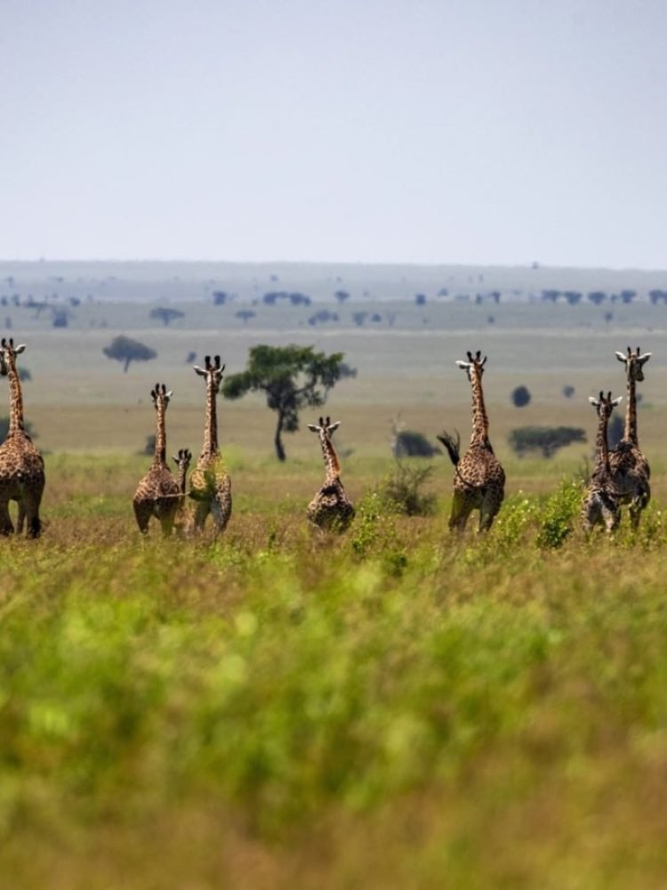 Walking Safari